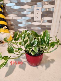 5 Inch Shiny Red Ceramic Pot House Plant