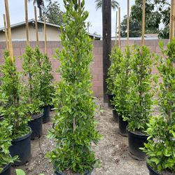 Ficus Nitida Indian Laurel Privacy Hedge
