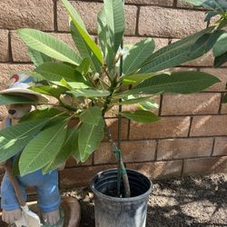 Very Nice Plumeria Plant Only $15