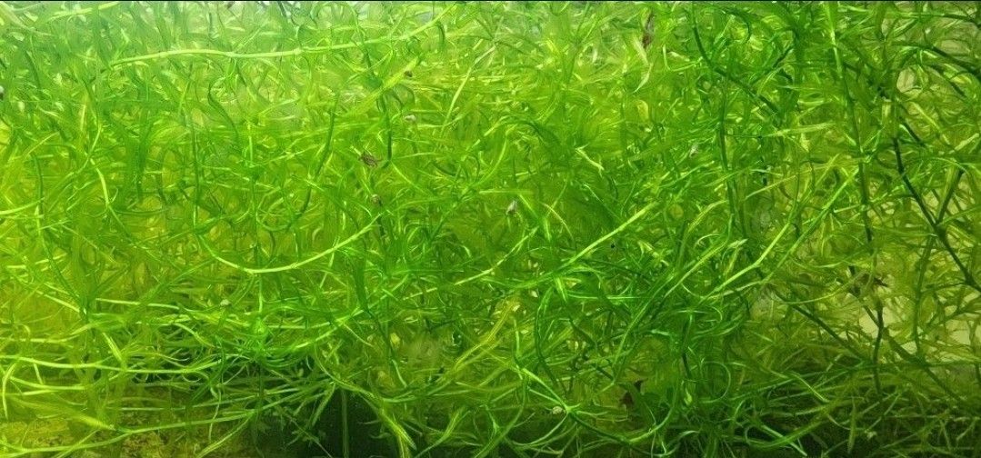 Najas Guppy Grass - Najas Guadalupensis Live Aquarium Freshwater Plant