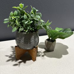 Decor Plants 