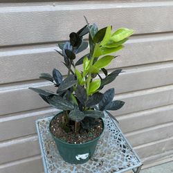 6” Raven Zz Plant