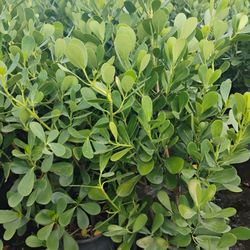 Calusia Overgrown 4-4.5'ft $23.00