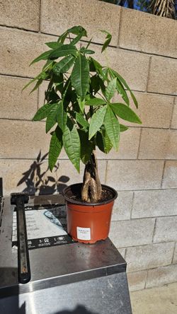 Money Tree