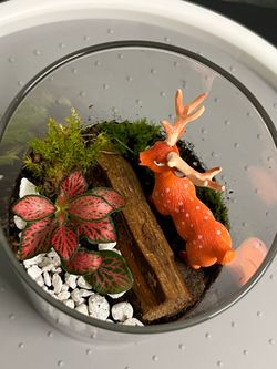 Bioactive terrarium-deer