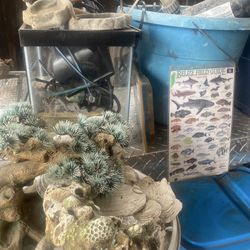 Terrarium, Aquarium, Reptiles, Fish