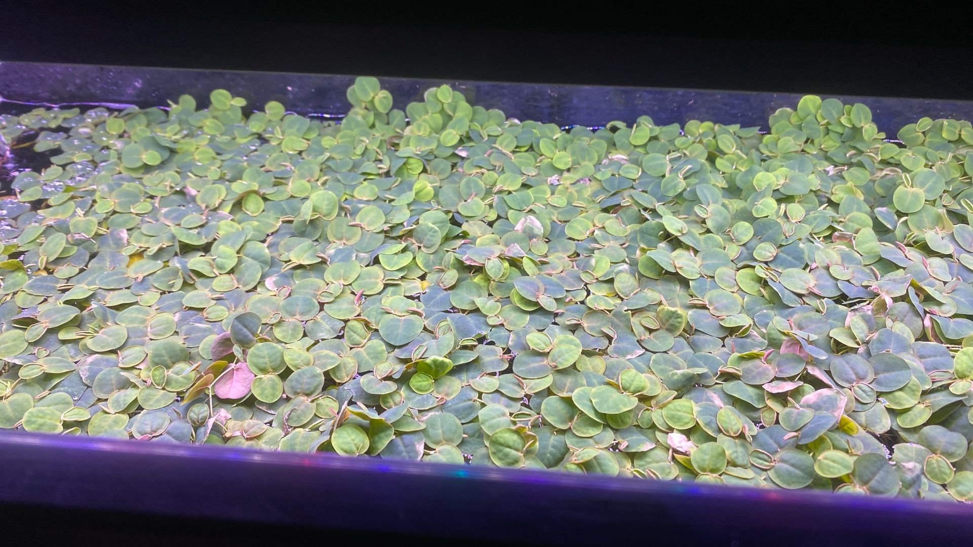 Aquarium Plants For Sale/trade 