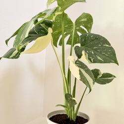 Monstera Thai Constellation