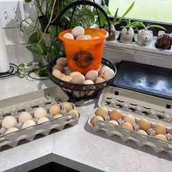 Fresh Organic Eggs