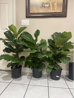 Fully Fiddle leaf fig over 3 ft 35$ each