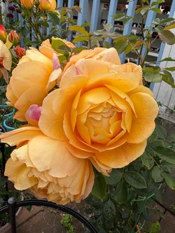 Lady of Shalott rose plant 1 gal pot