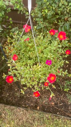 Hanging basket