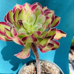 Rare Aeonium Mardi Gras Live Rooted