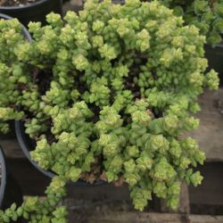 6" RARE Crassula 