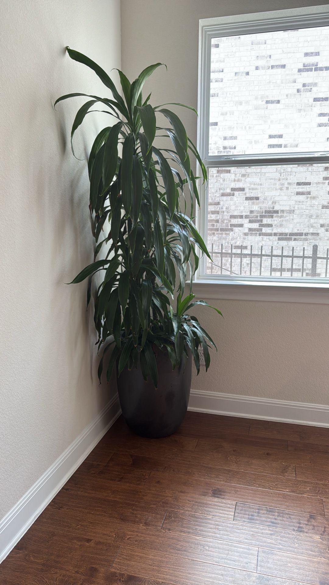 Beautiful very well taken care of real plant with pot included!