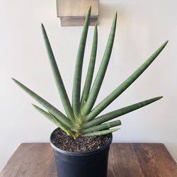 Mature Sansevieria Cylindrica in 8” pot