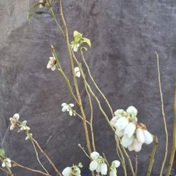 Blueberry Plants