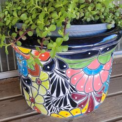 Ceramic Planter with Succulent 