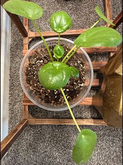 Chinese Money Plant (Pilea Peperomioides) – Established Mother Plant