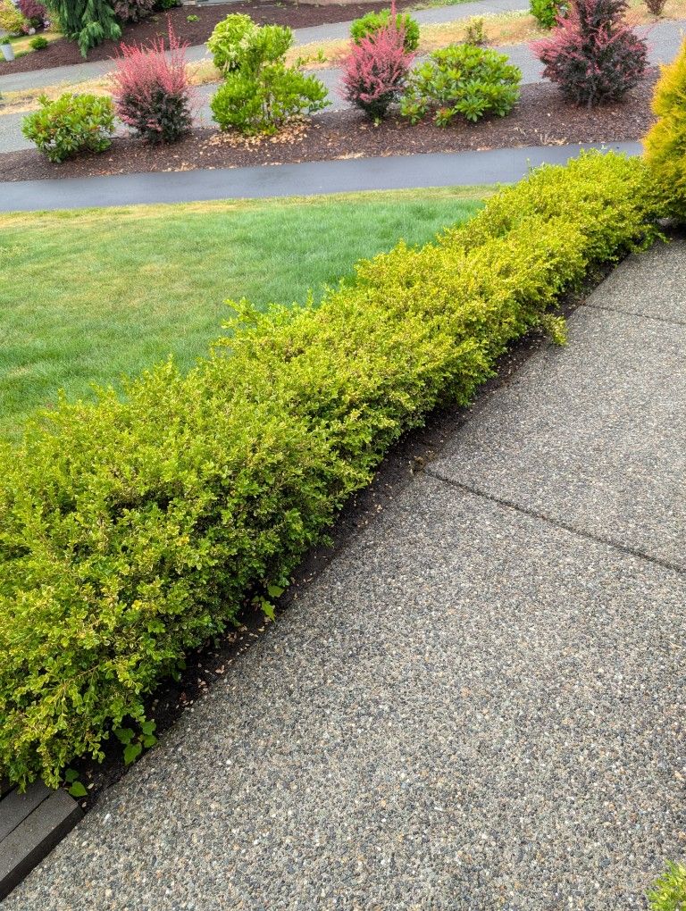 Box Dwarf Hedges