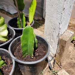 Rooted Dragon Fruit In 1 Gallon Pots