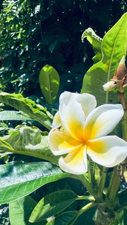 Plumeria yellow and white