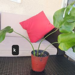 Rutted Monstera Deliciosa Cuttings