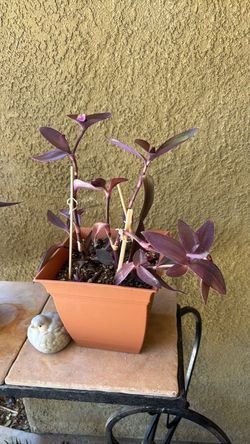 Purple Heart Plant