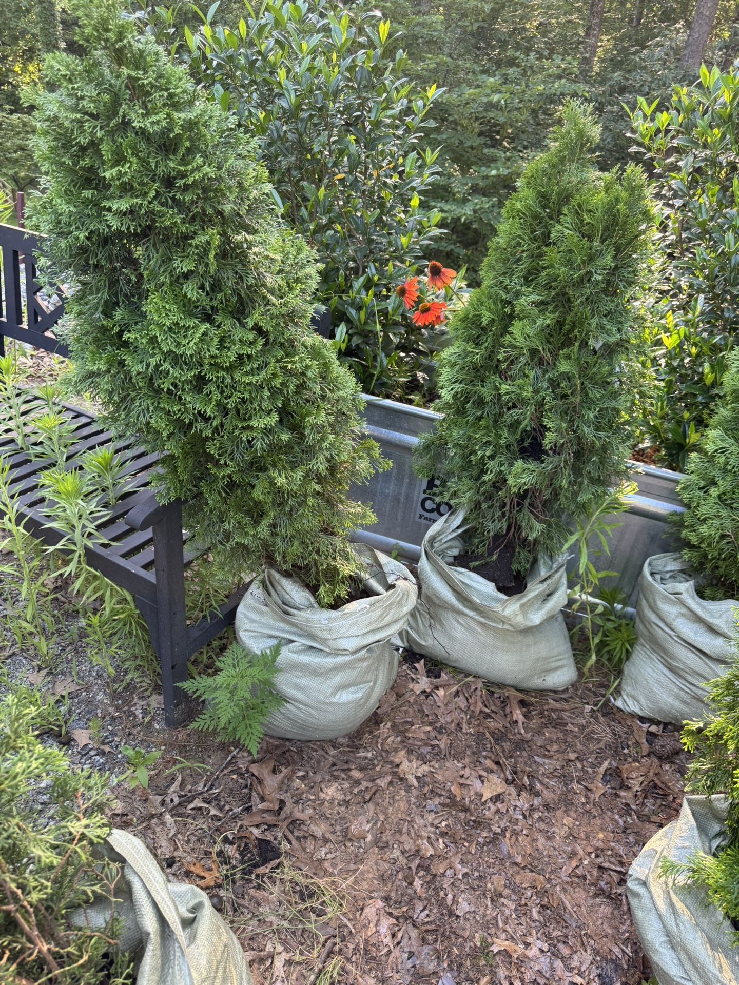Landscaper’s Special — 6 Hedges’-American  Pillar Arborvitae—5 foot