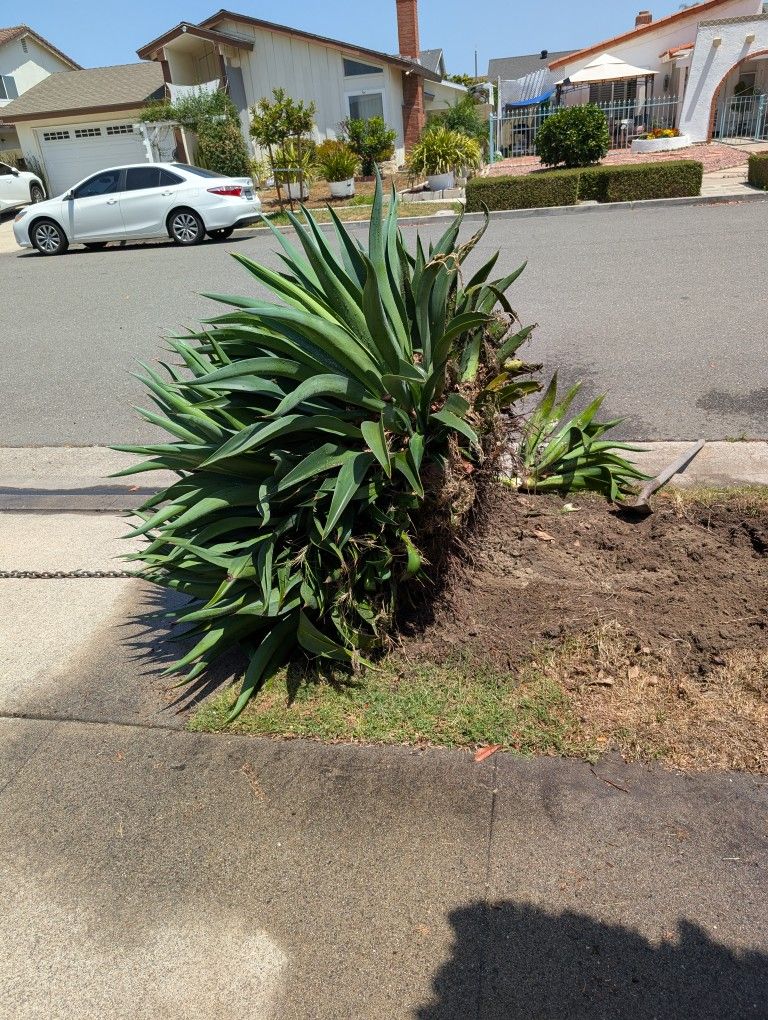 Agave Plant