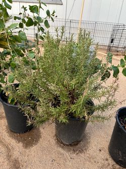 Large Potted Rosemary Herb Plant