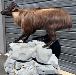 TAXIDERMY TAHR