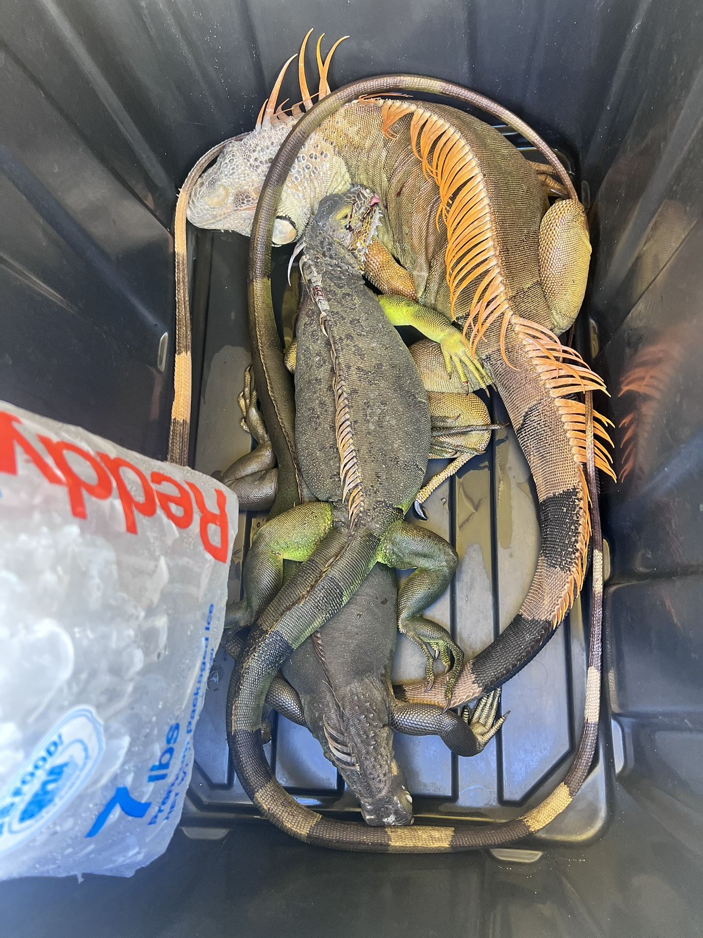 Iguana Removal