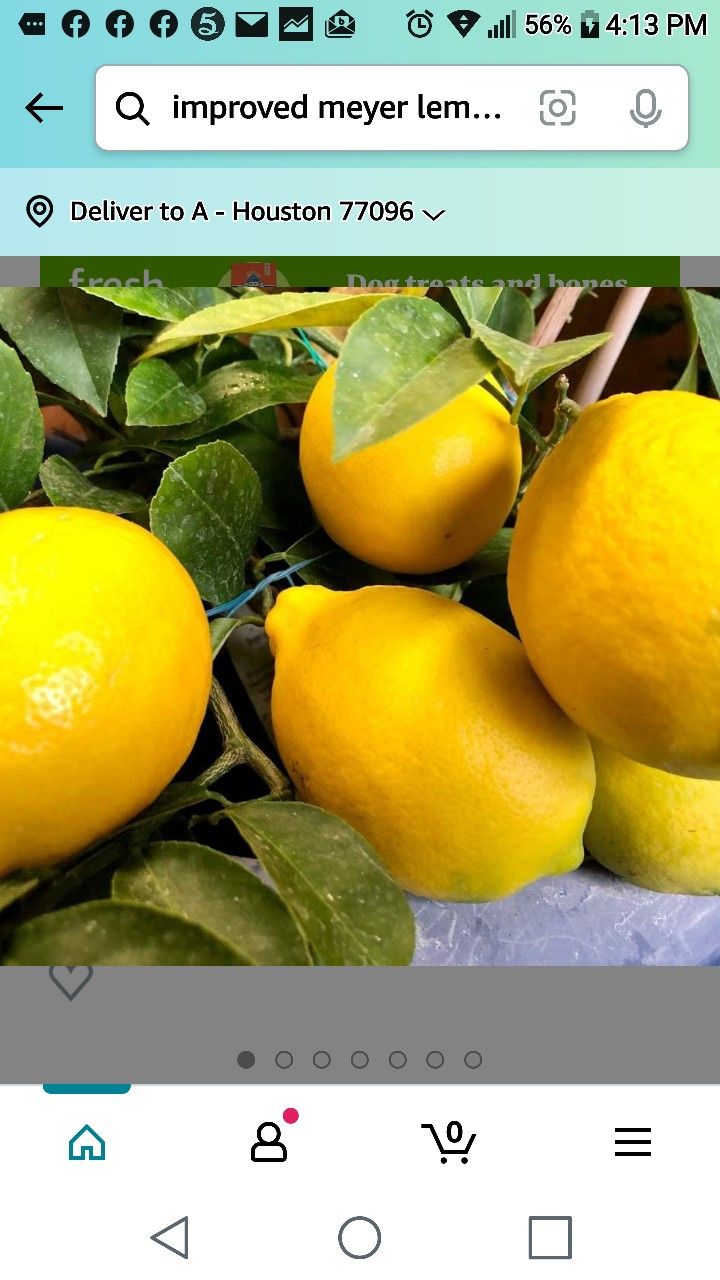 Improved Myer Lemon Starter Plant 1 Gallon