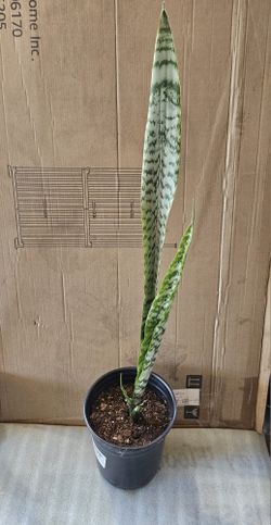 Snake Plant 