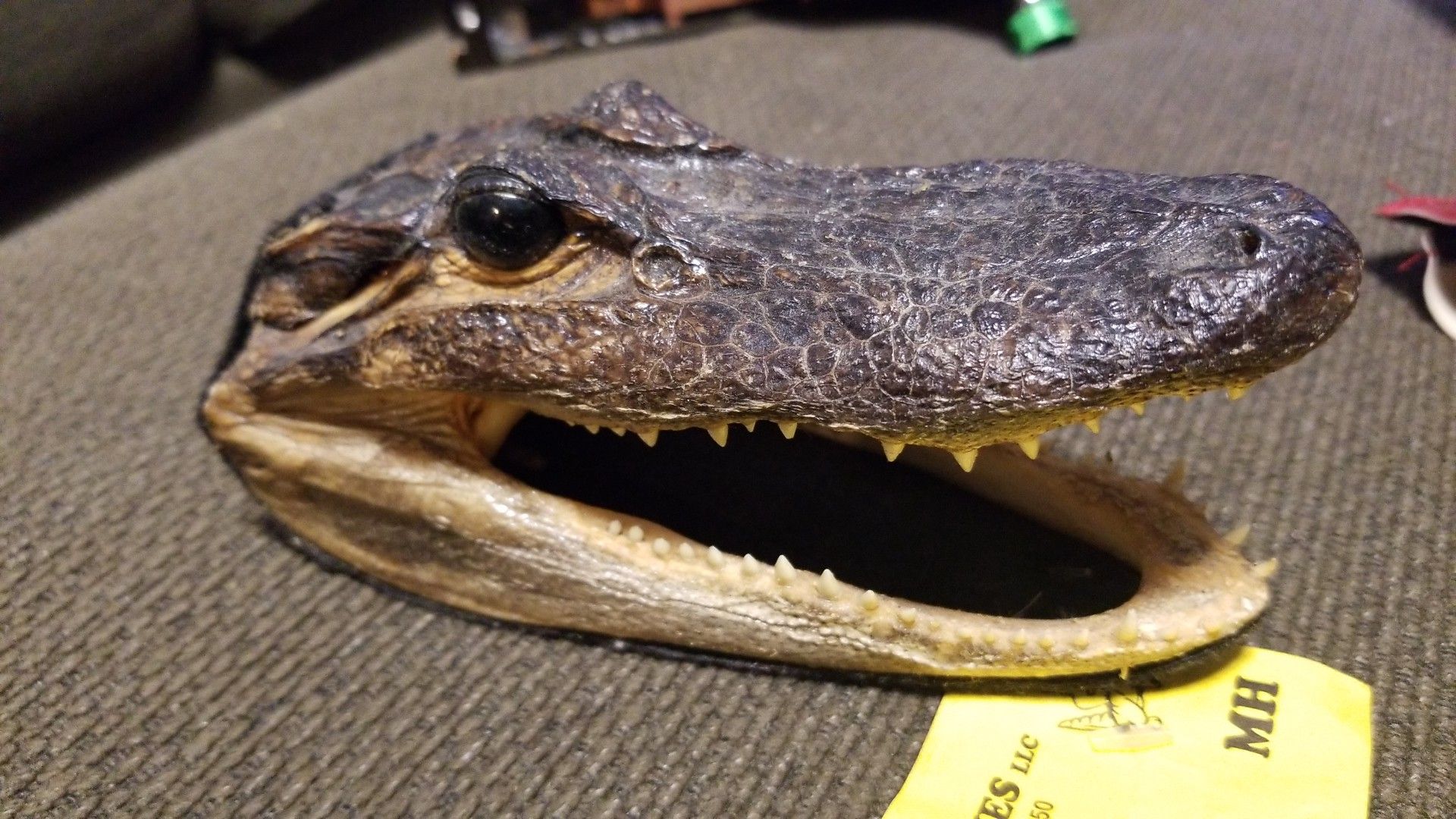 Real gator head