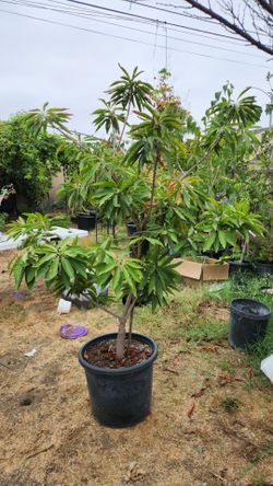 Arue Canistel/Arue Eggfruit tree 6.5 feet tall with flowers and fruit earlier this year