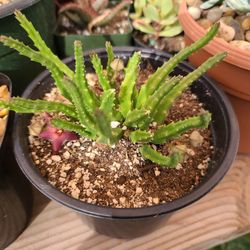 STAPELIAS PLANTS 🪴 $8.