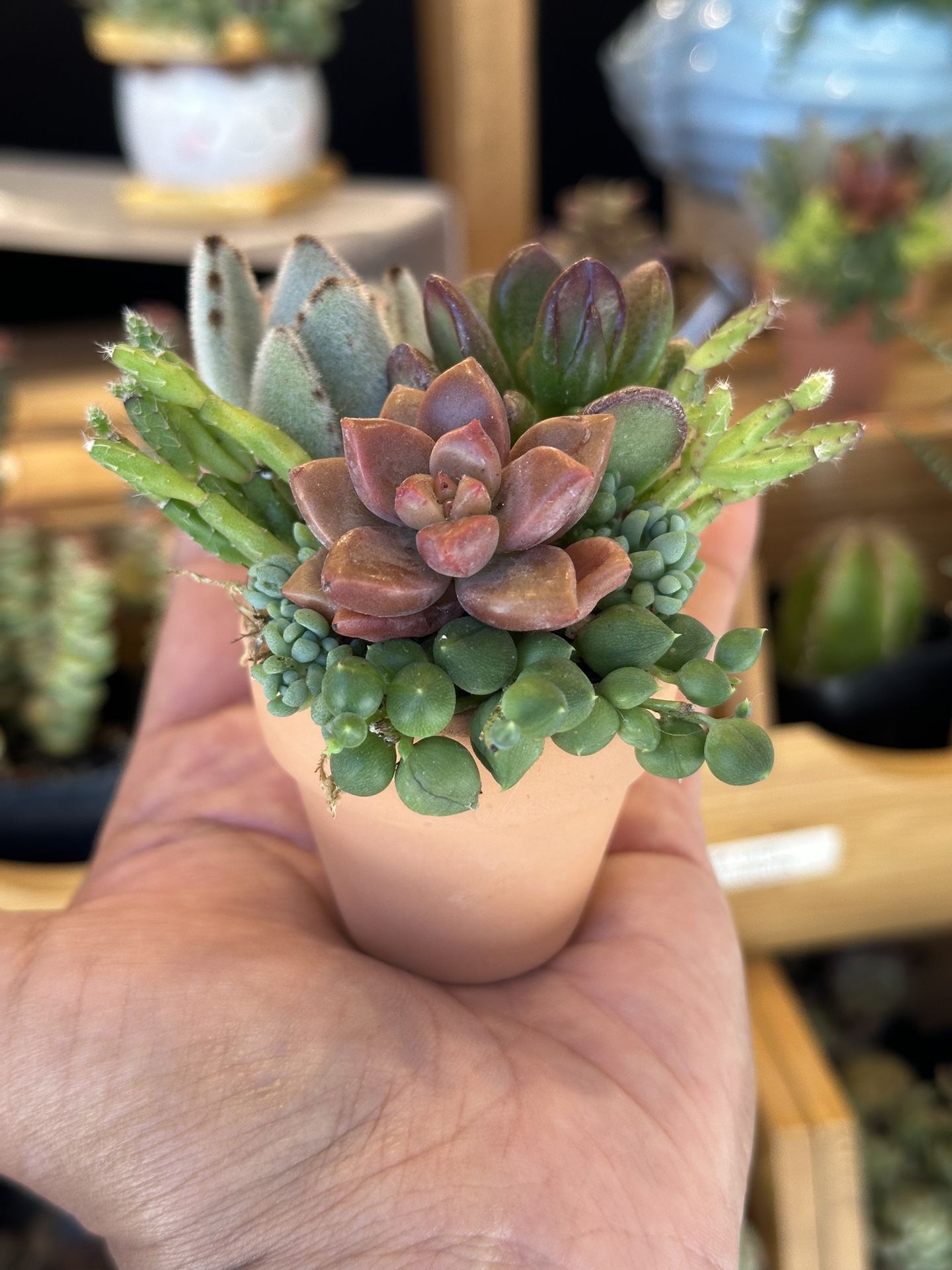 Mini Planter Succulent Arrangement
