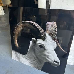 Acrylic ram art