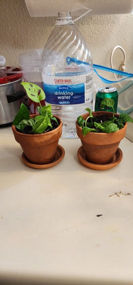 Golden Pothos W/ Swiss Cheese Plant | Planta Bonita