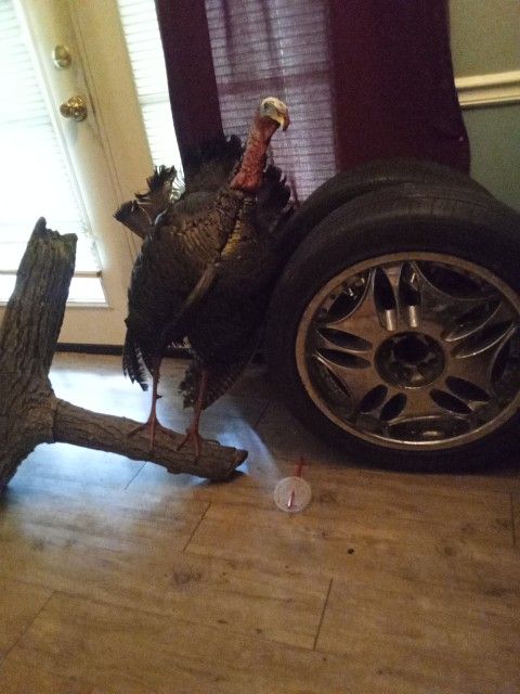 A Set Of 18 Rims All The Tires Decent No Center Caps I Take 250 For Them The Turkey I Take 350 For It