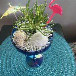 Succulents in margarita 