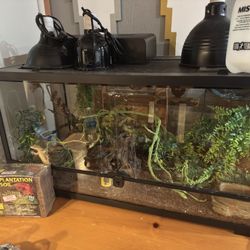 Gecko Enclosure 