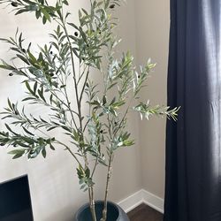 7ft Olive Tree w/ black ceramic planter
