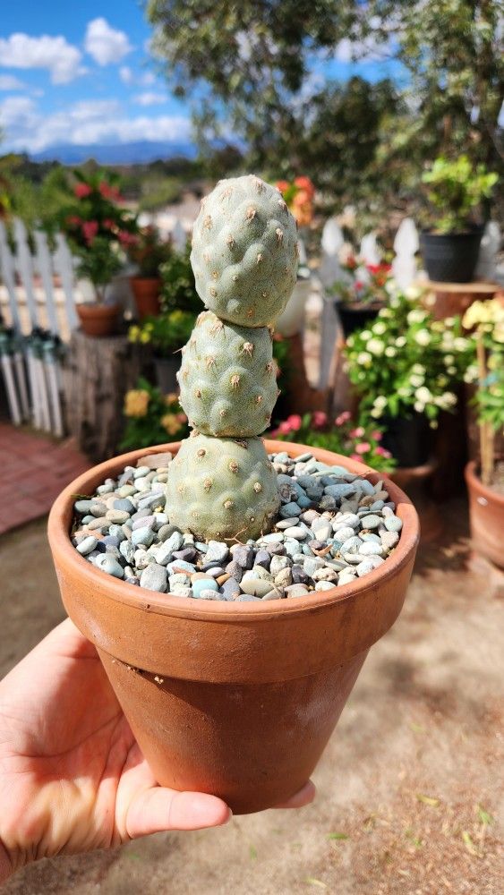 $75 Tephrocactus geometricus 6" clay pot