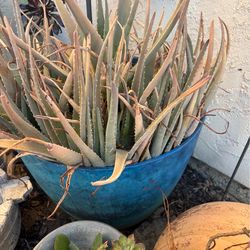 Aloe Vera plant