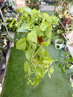 Plants (6”pot🌿Philodendron Green heart 💚 $15)