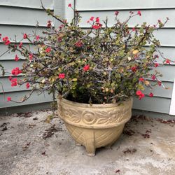 Potted Flower Plant 