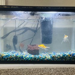 Fish Tank With Two Gold Fish